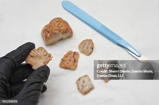 closeup of sheep brain - damlo does stock pictures, royalty-free photos & images