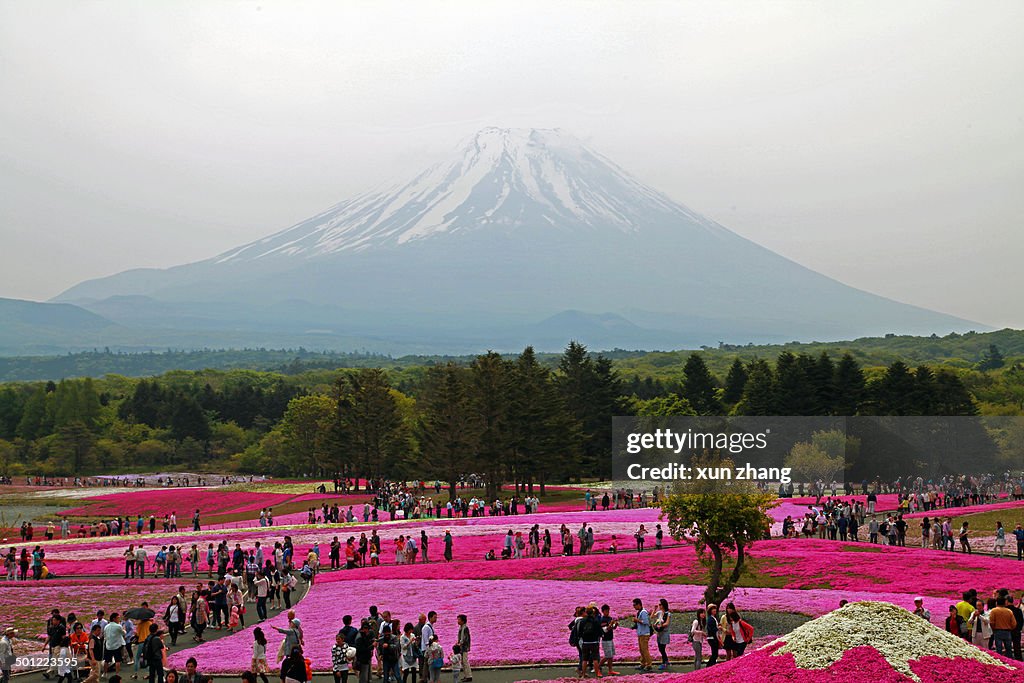 Fuji Shibazakura Festival