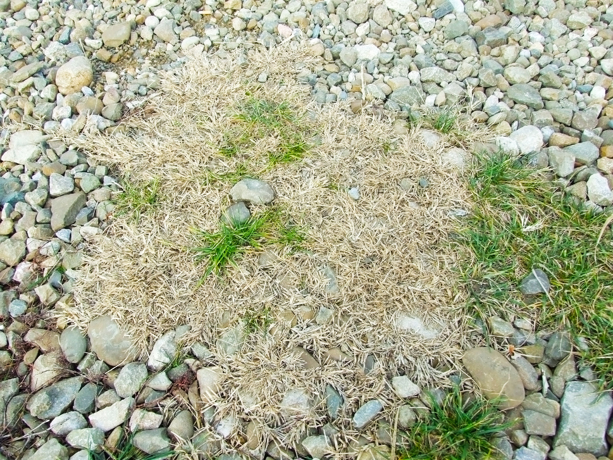 bc drought-resistant grass