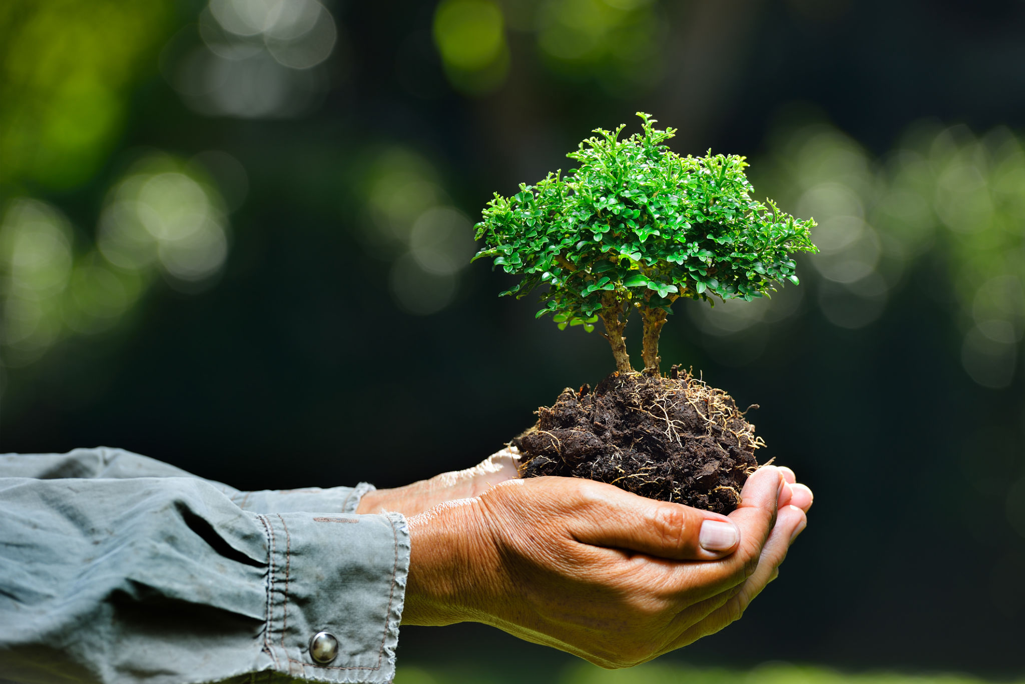 tree care certificate