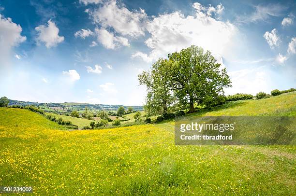 magnifique paysage vallonné sur une journée d'été, les cotswolds - arbres verts photos et images de collection