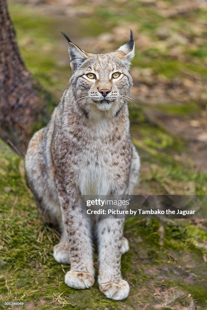 Lynx brabely sitting
