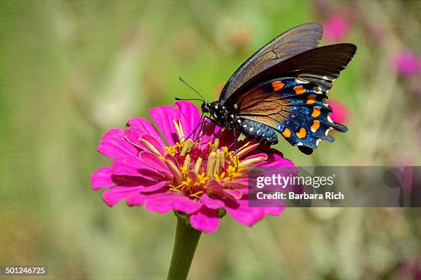 pipevine swallowtail nectaring on pink zinnia - pipevine swallowtail butterfly stock pictures, royalty-free photos & images