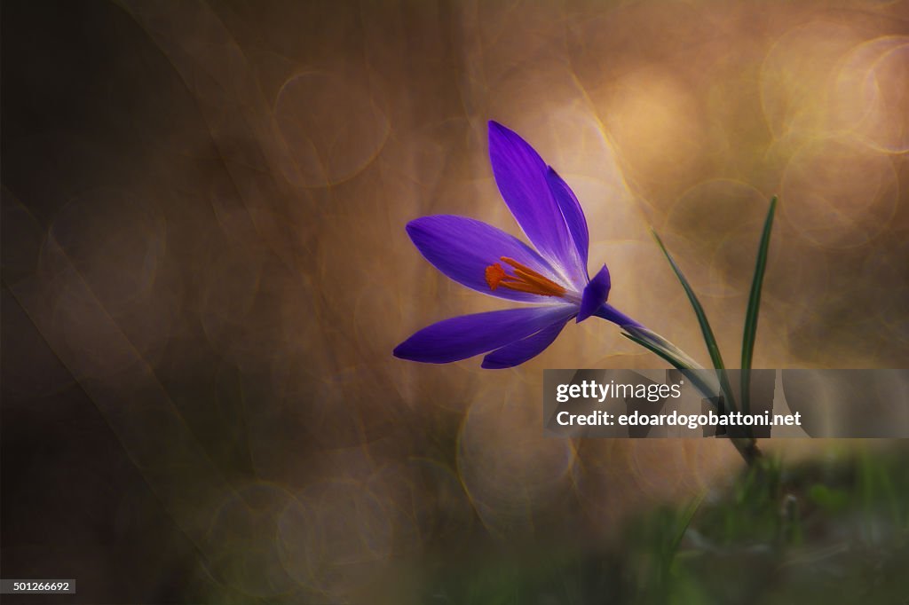 Winter flower