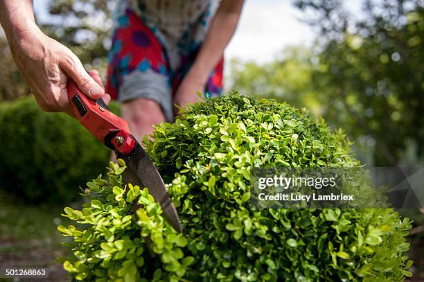 woman cutting buxus shrub with hand shears. - boxwood stock pictures, royalty-free photos & images