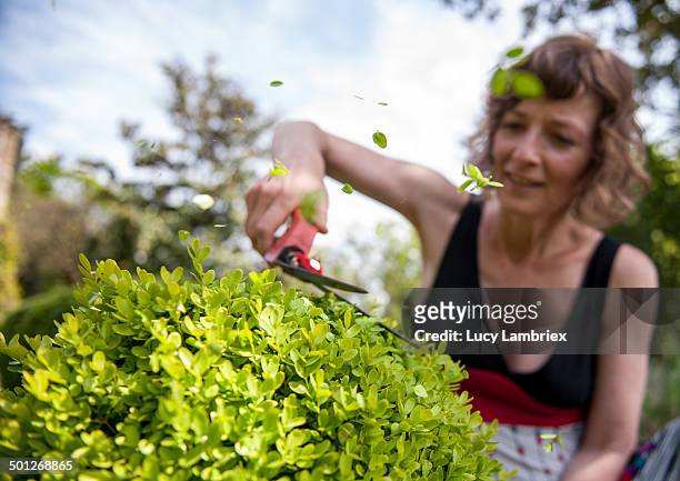 woman cutting buxus shrubs with hand shears - unscharf gestellten hintergrund stock-fotos und bilder