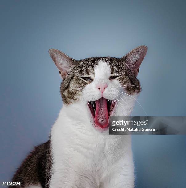 cat yawning - boca animal fotografías e imágenes de stock