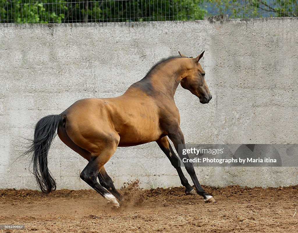 Akhal-teke stallion