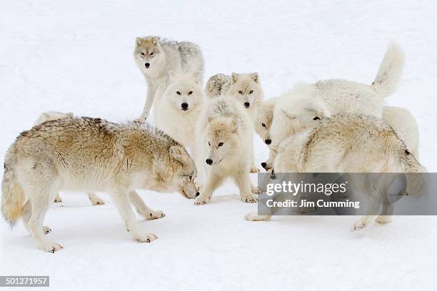 arctic wolf play - arctic wolf stock pictures, royalty-free photos & images