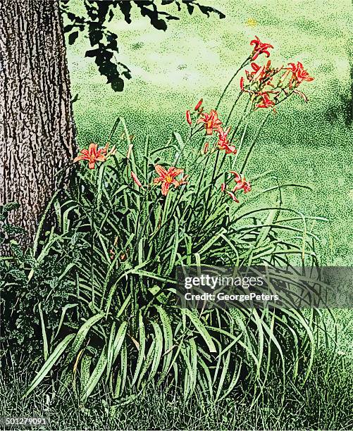 backyard lillies - tiger lily flower stock illustrations