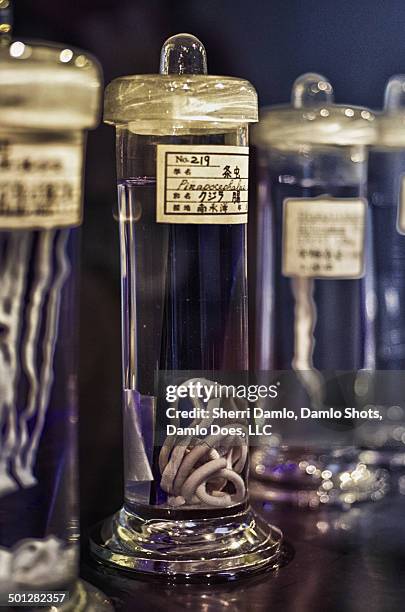 specimen jar of parasites - damlo does stock pictures, royalty-free photos & images