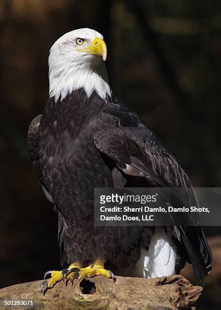 perched bald eagle - damlo does imagens e fotografias de stock
