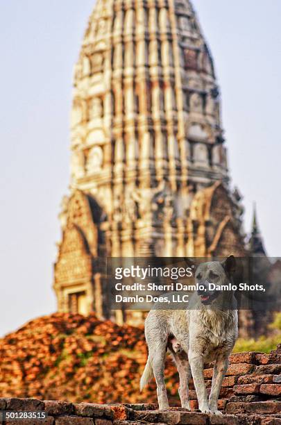stray dog in thailand capital ruins - damlo does stock pictures, royalty-free photos & images