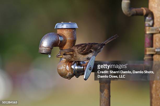 resourceful sparrow - damlo does stock-fotos und bilder