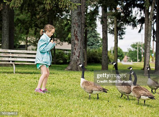 geese girl... - york pennsylvania stock pictures, royalty-free photos & images