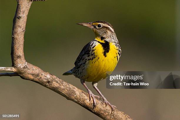 weatern meadowlark - western meadowlark stock pictures, royalty-free photos & images