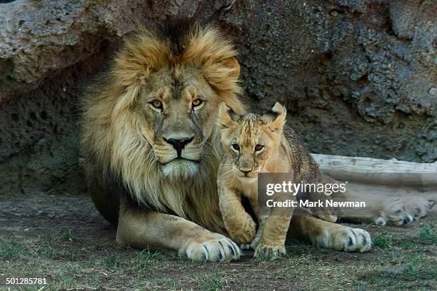 Cub Content Cub Furry Fotografías e imágenes de stock - Getty Images