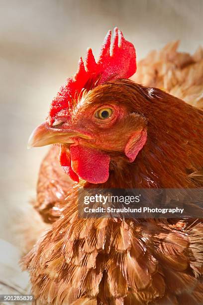 72 Rhode Island Red Hen Stock Photos, High-Res Pictures, and Images ...