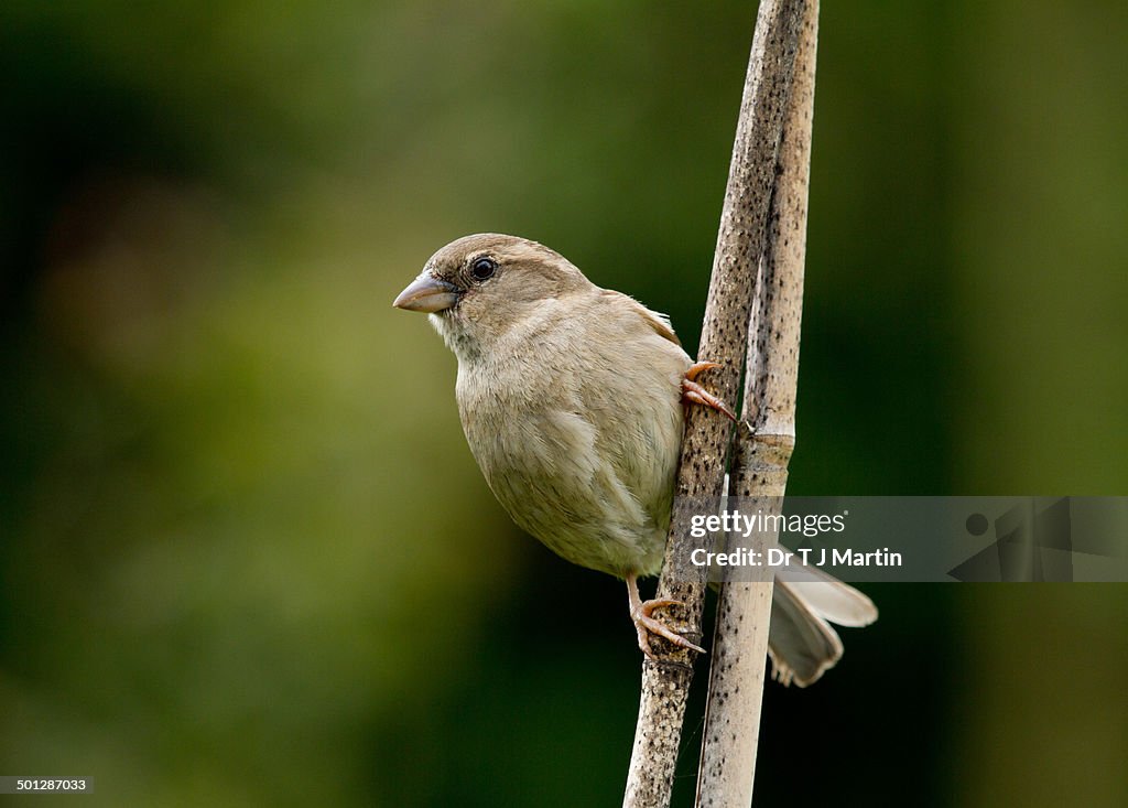 Young House Sparrow