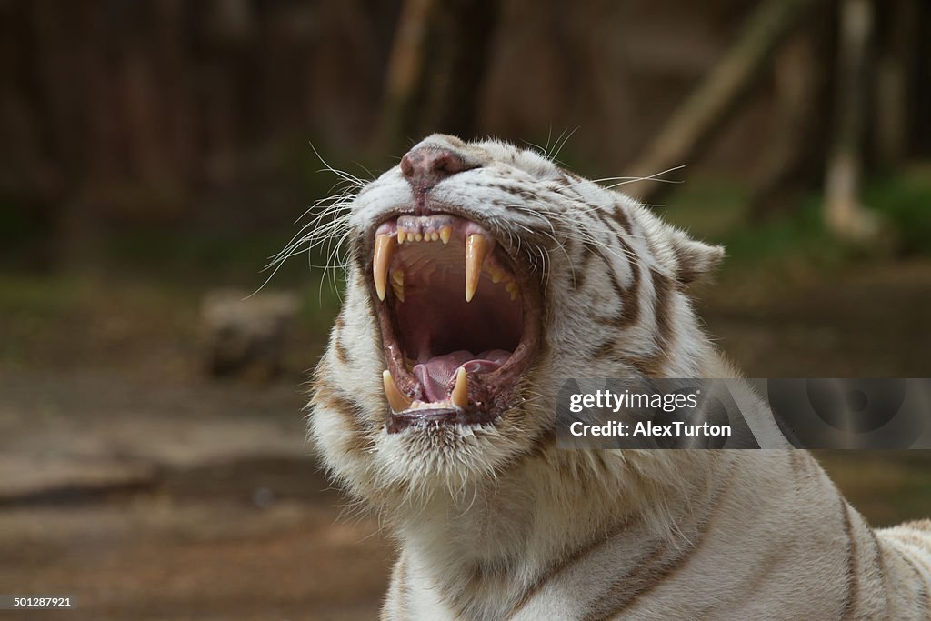 White tiger snarl