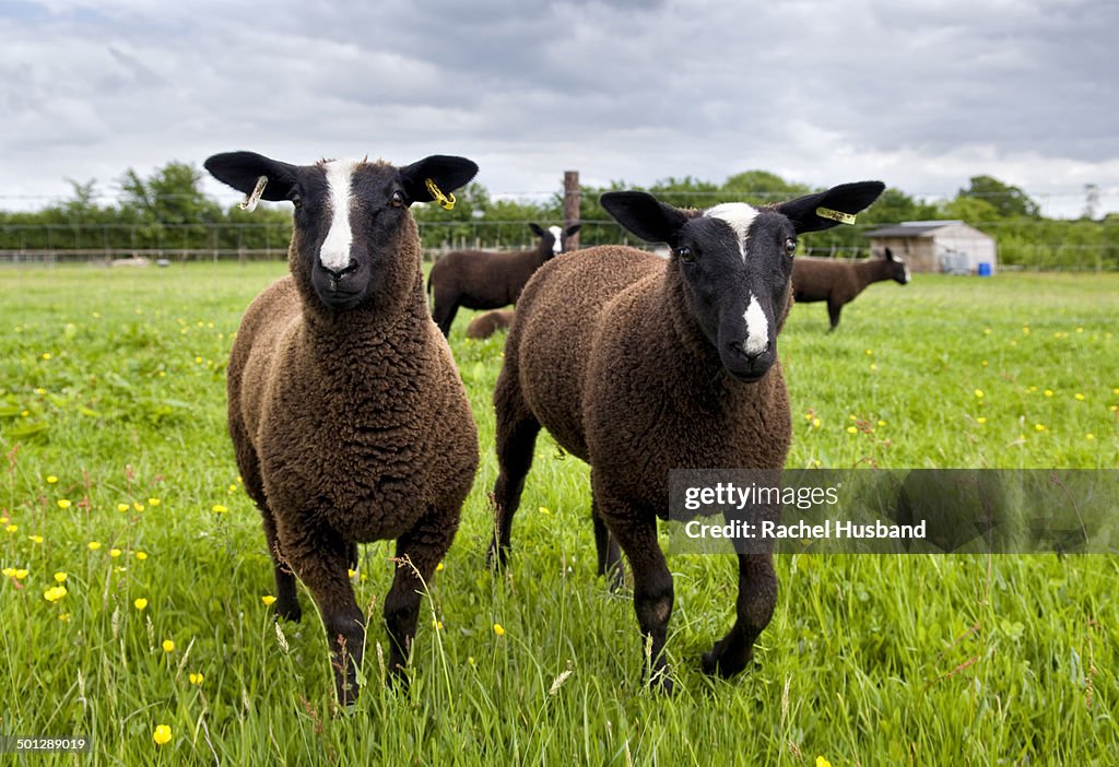 Close up of zwartbles sheep