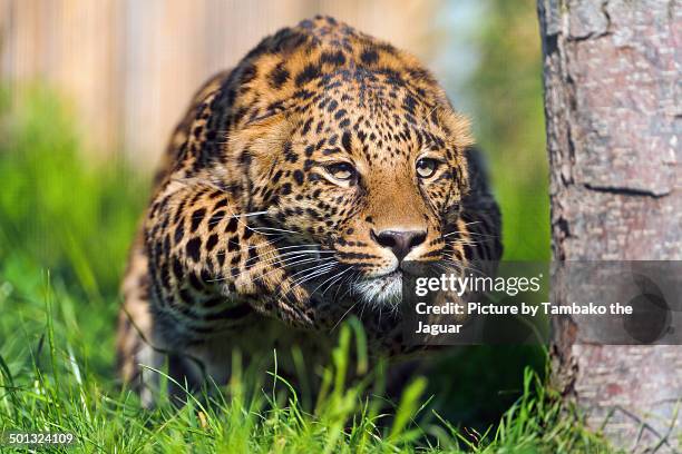 Leopard Pouncing Photos and Premium High Res Pictures - Getty Images