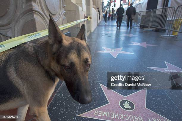 Bomb sniffing dog sweeps areas along Hollywood Boulevard before the start of the premiere of Walt Disney Pictures And Lucasfilm's "Star Wars: The...