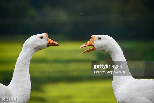 geese quacking at each other - parpar fotografías e imágenes de stock