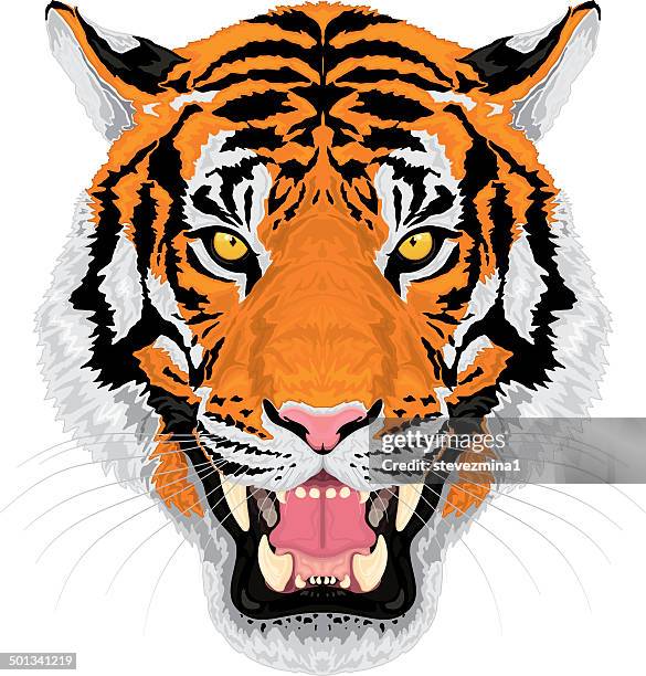 growling tiger - roaring stock illustrations