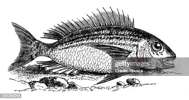 118点の鯛イラスト素材 Getty Images 118点の鯛イラスト素材 Getty Images