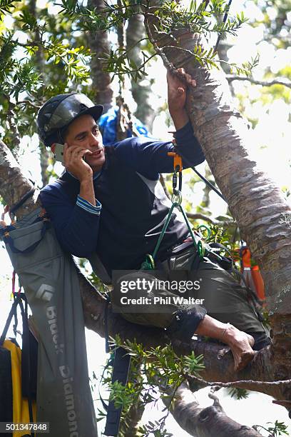 Protester and arborist Jonno Smith stages a protest up a Kauri tree in an attempt to prevent it being felled on December 15, 2015 in Auckland, New...