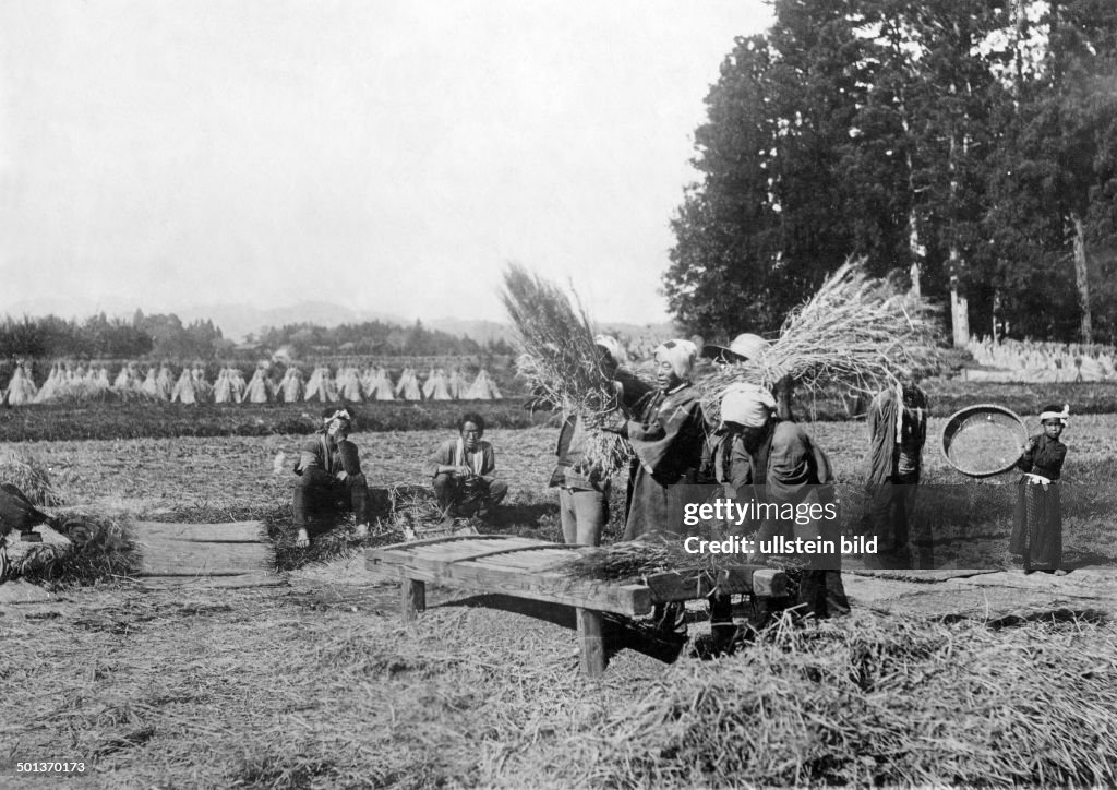 Farmer peel off rice bolls from rice plants on a threshing floor (undated, but definitely in the years 1910-14)