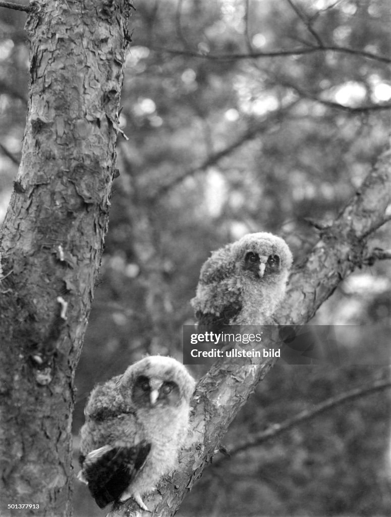 Fauna, birds, young tawny owls, date unknown