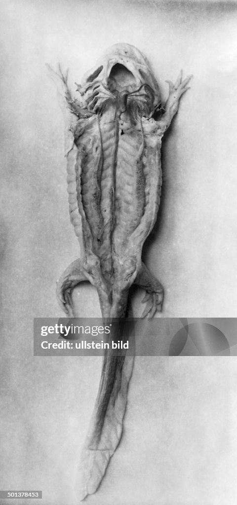 Fauna, dissected animals, close-up view, blood circulation of a... News  Photo - Getty Images