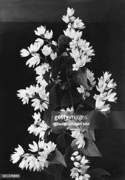 Closeup view of flowered lilies of the valley - undated, probably around 1910 - Photographer: Haeckel