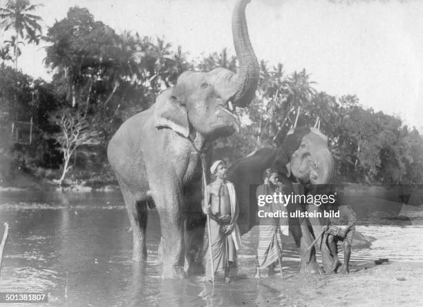 Ceylon, mahouts with their elephants in the Mahaweli Ganga . - probably in the 1910s