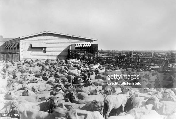 New Zealand, shorn sheep at a sheep farm. - probably in the 1910's