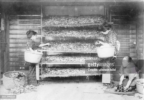 Silk production - silkworms for the culture/breeding of Domestic Silkmoth apply to bast matting with with mulberry leafs *Negativ-Schachtel:1020*
