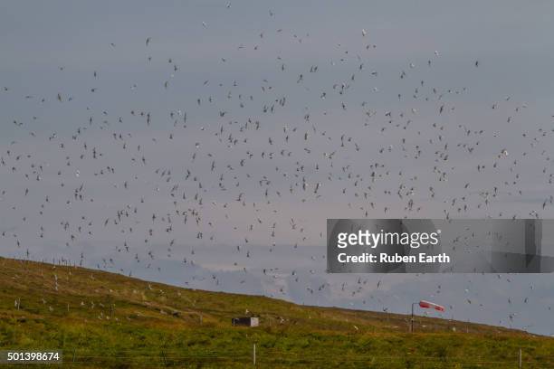group of birds flying over grimsey airport runway - icelands grimsey island photos et images de collection
