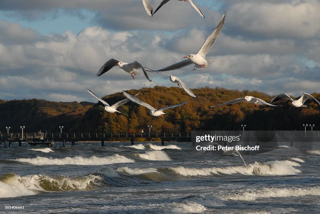 Möwen beim fliegen, Ostseebad Binz, Ostsee-Insel Rügen, Mecklenburg-Vorpommern, Deut