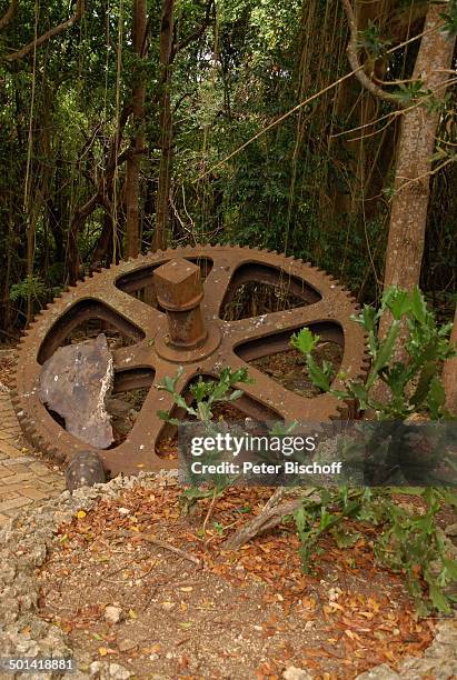 Riesen-Zahnrad, Tierpark "Wildlife Reserve", St. Peter, Insel Barbados, Karibik, Reise, BB, DIG; P.-Nr.: 810/2007, ;