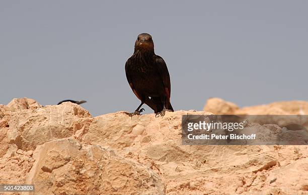 Vogel am Klippe, ehemalige jüdische Festung Masada, "Masada Nationalpark" , Israel, Naher Osten, Asien, Wüste, Reise, BB, DIG; P.-Nr.: 610/2008, ;
