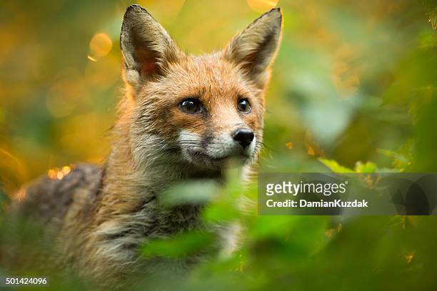 red fox - fuchs stock-fotos und bilder