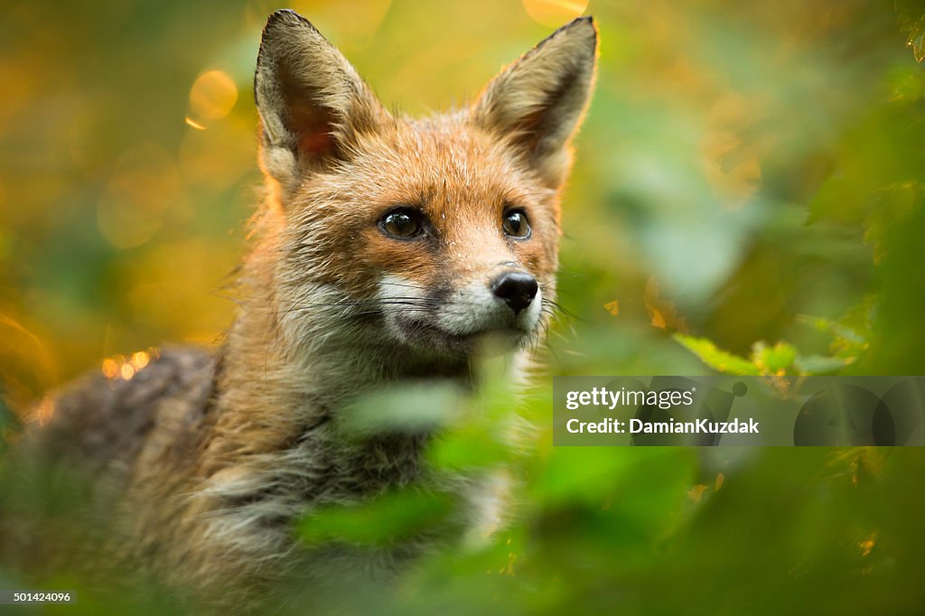 Red fox