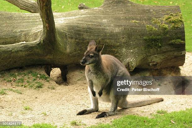 Känguru, Tiergarten "Ludwigslust", Buschhausen - Osterholz-Scharmbeck , Niedersachsen, Deutschland, Europa, Tier, Beuteltier, Reise, AS, DIG; P.-Nr.:...