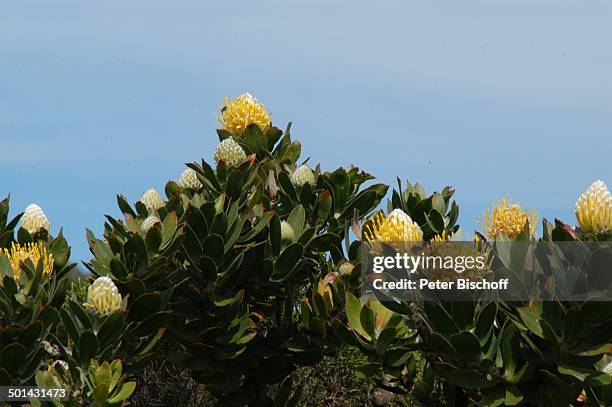 Protea , Blüten im Nationalpark am Kap der Guten Hoffnung, bei Kapstadt, Südafrika, Afrika, Straße, Reise, NB, DIG; P.-Nr. 1299/2005, ;