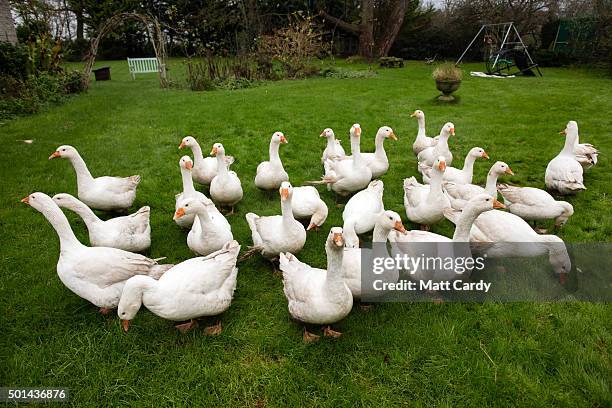 5 Goose Village Geese Photos and Premium High Res Pictures - Getty Images