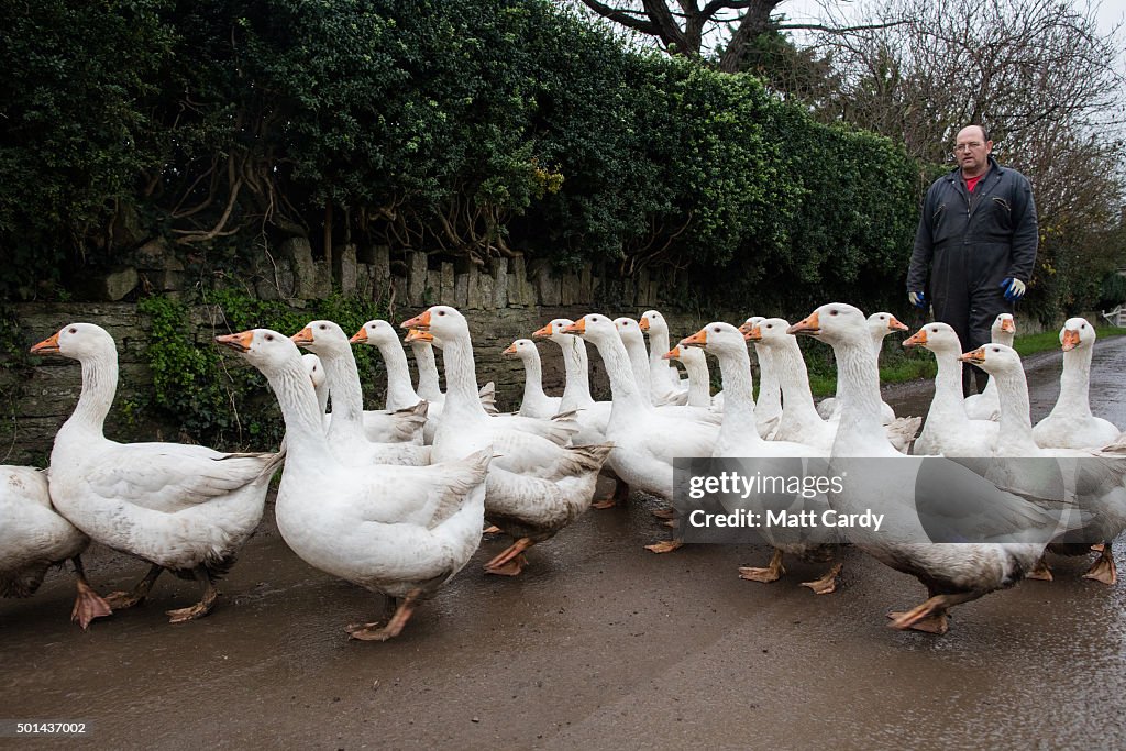This Year Sees An Increase In Demand For Goose For Christmas Dinner