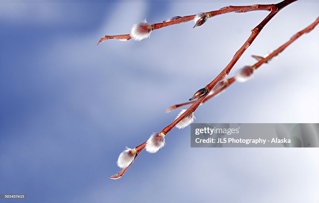 Pussy Willows