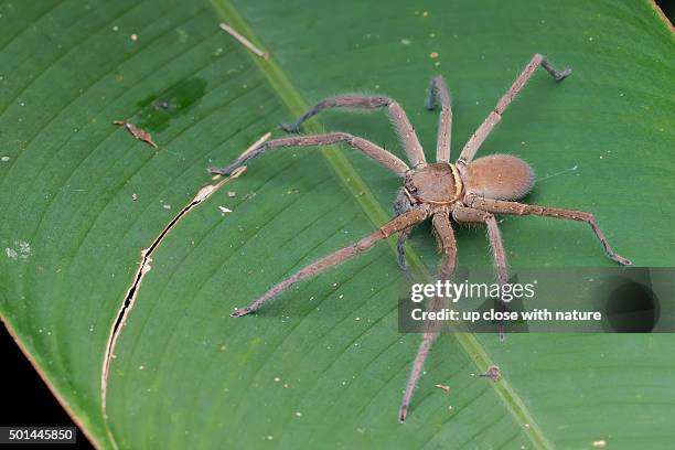 34 Green Huntsman Spider Stock Photos and High-Res Images - Getty